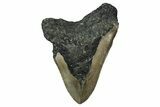 Fossil Megalodon Tooth - North Carolina #344054-2